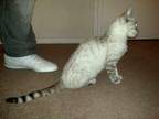 Bengal cat (breeding pair) for sale. I have for sale....