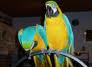 cute looking and adorable blue and gold macaw parrots for  any god hom