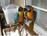 blue and gold macaw parrots for adoption